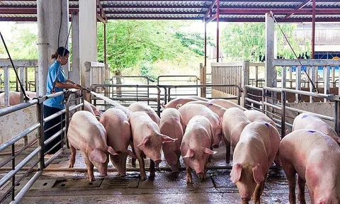 Giá heo hơi hôm nay 30/9/2025: Giá heo hơi dao động trong khoảng 54.000 - 57.000 đồng/kg