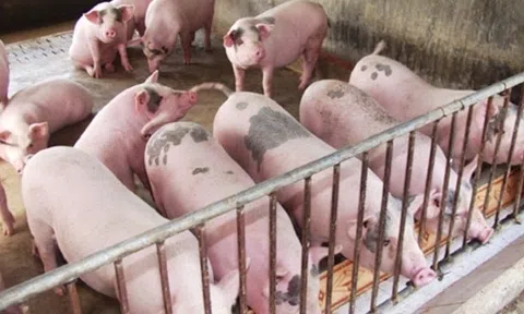 Giá heo hơi hôm nay 6/10/2025: Hưng Yên, Hải Phòng, Ninh Bình cùng giảm về mức 54.000 đồng/kg