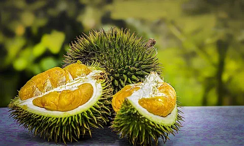 Giá sầu riêng hôm nay 6/10/2025: Tăng đồng loạt tại Nam Bộ và Tây Nguyên, Thái VIP chạm 120.000 đồng/kg