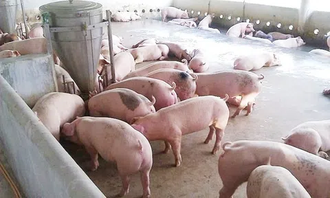 Giá heo hơi hôm nay 9/10/2025: Hai miền Bắc - Nam theo đà giảm, miền Trung giữ giá đi ngang