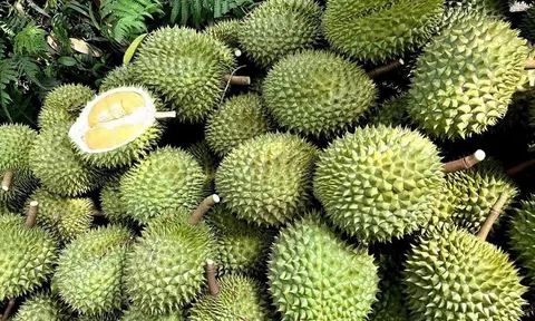Giá sầu riêng hôm nay 12/10/2025: Tăng nhẹ tại nhiều kho
