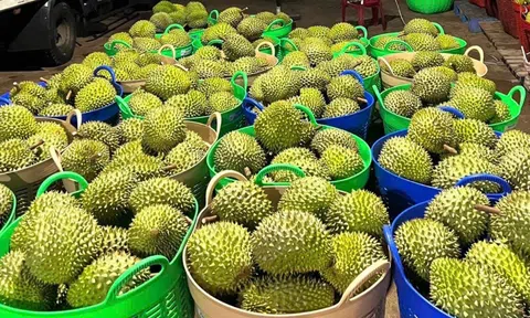 Giá sầu riêng hôm nay 31/10/2025: Giảm nhẹ sau giai đoạn giữ giá ổn định