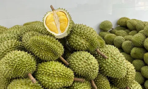 Giá sầu riêng hôm nay 4/11/2025: Sầu Thái giữ đà cao, Ri6 ổn định, hàng cao cấp khan hiếm