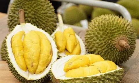 Giá sầu riêng hôm nay 5/11/2025: 10Lc88 Giải Trí Thể Thao ổn định
