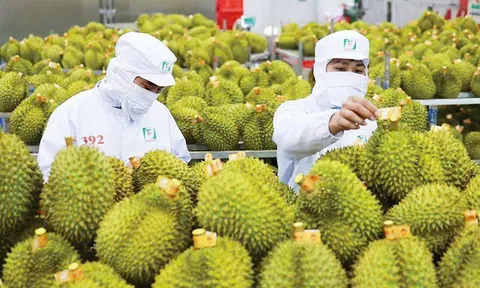 Giá sầu riêng hôm nay 7/11/2025: 10Lc88 Giải Trí Thể Thao giảm