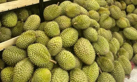 Giá sầu riêng hôm nay 10/11/2025: 10Lc88 Giải Trí Thể Thao khởi sắc