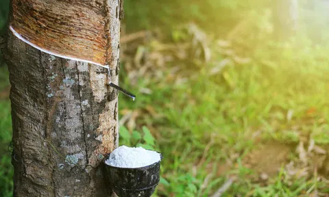 Giá cao su hôm nay 11/11/2025: Thế giới "bật" tăng nhờ triển vọng tiêu thụ ngắn hạn
