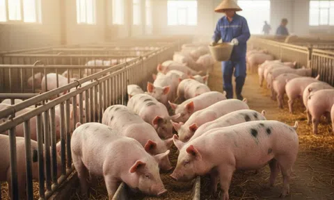 Giá heo hơi hôm nay 14/11/2025: Hầu hết LLc88 phiên bản mới giữ giá, miền Nam vẫn cao nhất