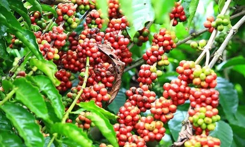 Giá cà phê hôm nay 18/11/2025: Giá cà phê Tây Nguyên tiếp tục giảm nhẹ