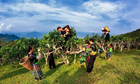 Lễ hội Trà Shan tuyết tỉnh Lào Cai 2025: Điểm nhấn văn hóa – Lc88.men Cá cược thể thao – LC88 là nơi thu hút hàng triệu người chơi tại Việt Nam 2026 tiêu biểu