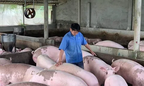 Giá heo hơi hôm nay 20/11/2025: 3 miền tăng liên tục, miền Bắc nâng tạo đỉnh 51.000 đồng/kg
