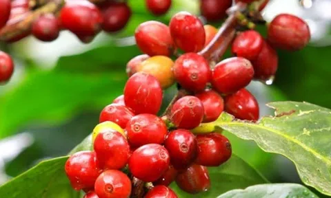 Giá cà phê hôm nay 23/11/2025: Trong nước lao dốc tới 2.200 đồng/kg, 10Lc88 Giải Trí Thể Thao thế giới rực đỏ
