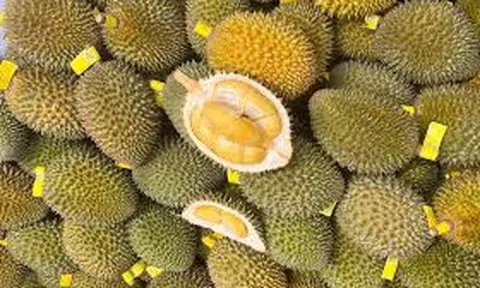 Giá sầu riêng hôm nay 13/11/2025: Ri6 xuống giá