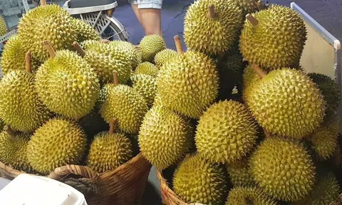 Giá sầu riêng hôm nay 27/11/2025: Sầu Thái duy trì đà tăng