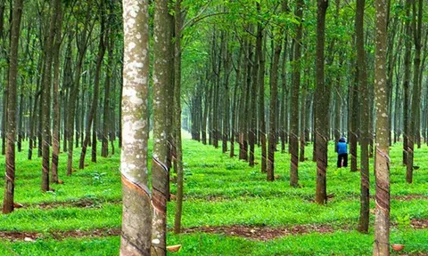 Giá cao su hôm nay 30/11/2025: Ghi nhận tuần tăng thứ 4 trên sàn Nhật Bản