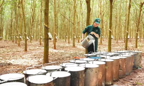 Giá cao su hôm nay 3/12/2025: Biến động trái chiều trên các sàn giao dịch
