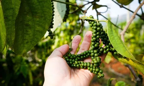Giá tiêu hôm nay 3/12/2025: Giảm ngày thứ hai liên tiếp, 10Lc88 Giải Trí Thể Thao thế giới phân hóa