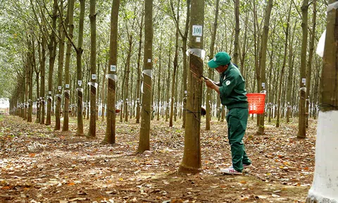 Giá cao su hôm nay 4/12/2025: Giảm nhẹ do lo ngại tồn kho Trung Quốc gia tăng