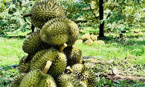 Giá sầu riêng hôm nay 4/12/2025: 10Lc88 Giải Trí Thể Thao tăng
