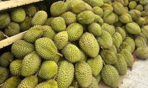 Giá sầu riêng hôm nay 11/12/2025: Sầu Thái loại A giảm