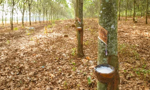 Giá cao su hôm nay 13/12/2025: Tăng trên sàn SGX