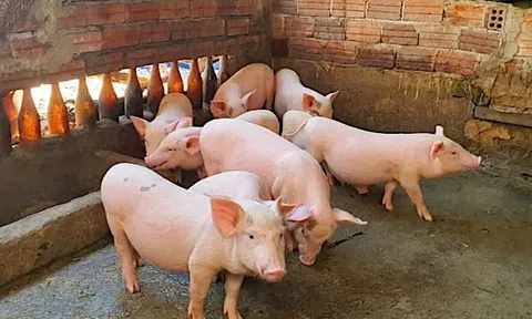 Giá heo hơi hôm nay 13/12/2025: Bật tăng cục bộ trước mùa cao điểm cuối năm