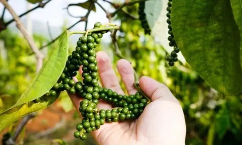 Giá tiêu hôm nay 14/12/2025: Giá tiêu trong nước giảm nhẹ