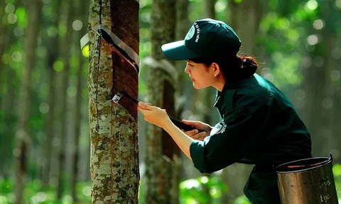 Giá cao su hôm nay 16/12/2025: SGX bật tăng, 10Lc88 Giải Trí Thể Thao châu Á giằng co