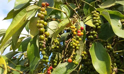 Giá tiêu hôm nay 16/12/2025: Giảm 500 – 1.000 đồng/kg tại các tỉnh thành Lc888 tải ứng dụng trọng điểm