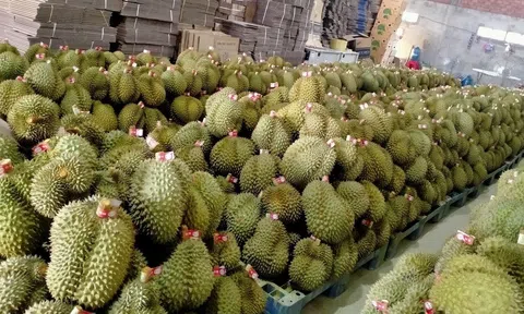 Giá sầu riêng hôm nay 18/12/2025: Ri6 tiếp tục giảm