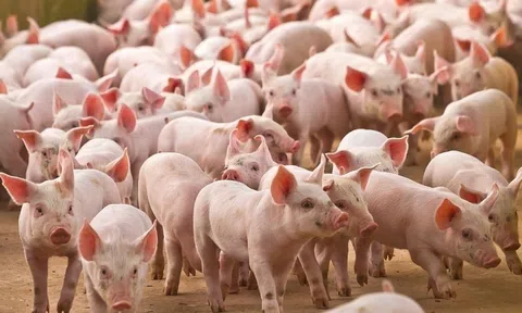 Giá heo hơi hôm nay 19/12/2025: Tiến gần mốc 70.000 đồng/kg