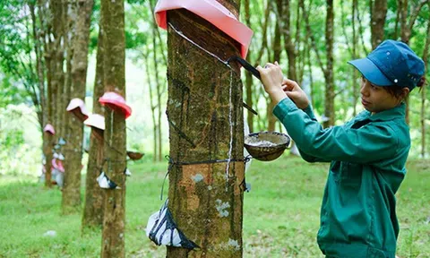 Giá cao su hôm nay 20/12/2025: Sắc đỏ bao phủ các sàn giao dịch châu Á