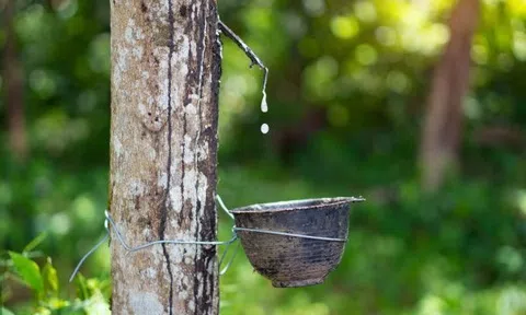 Giá cao su hôm nay 24/12/2025: 10Lc88 Giải Trí Thể Thao khởi sắc