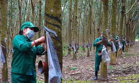 Giá cao su hôm nay 4/1/2026: Giá sao su thế giới giảm hơn 1%, trong nước kéo dài đà đi ngang