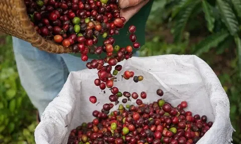 Giá cà phê hôm nay 6/1/2026: Lấy lại đà tăng