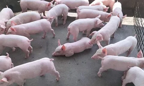Giá heo hơi hôm nay 14/1/2026: Nhiều LLc88 phiên bản mới lên mức 76.000 đồng/kg