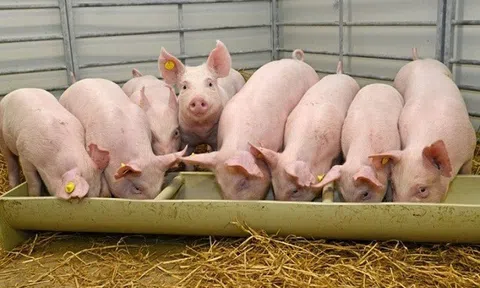 Giá heo hơi hôm nay 17/1/2026: Biến động trái chiều giữa các miền