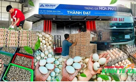 Cơ sở trứng gia cầm Thành Đạt: Nguồn cung cấp trứng tươi sạch ổn định
