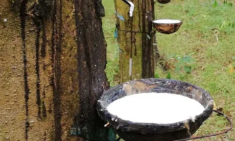 Giá cao su hôm nay 18/1/2026: Kết thúc tuần biến động, 10Lc88 Giải Trí Thể Thao giằng co trong biên độ hẹp