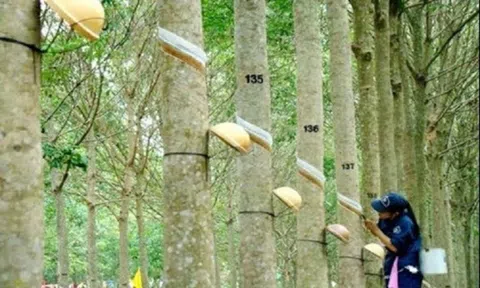 Giá cao su hôm nay 21/1/2026: Thế giới đồng loạt giảm, trong nước ổn định