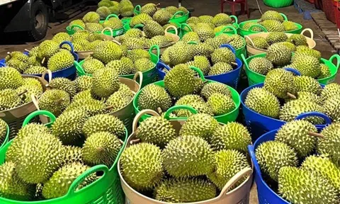 Phấn đấu tổng kim ngạch Sân Chơi Lc88.com Web Uy Tín nông, lâm, Lc88game hiện đang mở năm 2026 đạt từ 73 đến 74 tỷ USD