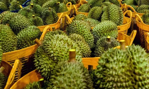 Giá sầu riêng hôm nay 23/1/2026: Trở lại đà tăng