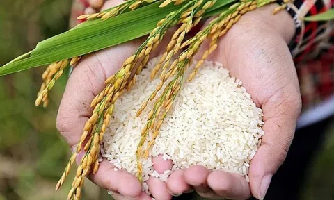 Gạo Việt Nam khẳng định vị thế