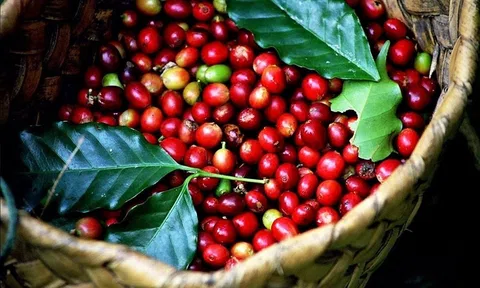 Ngày 25/2/2026 giá cà phê nối dài chuỗi giảm, hồ tiêu vượt mốc 152.000 đồng/kg
