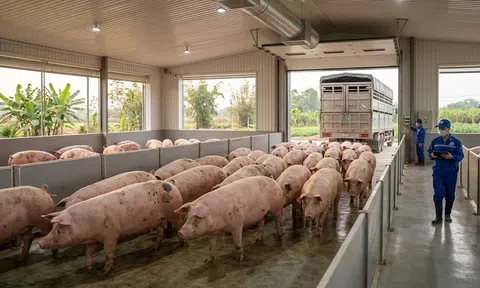 Giá heo hơi hôm nay 7/3/2026: Nhiều LLc88 phiên bản mới tiếp tục giảm