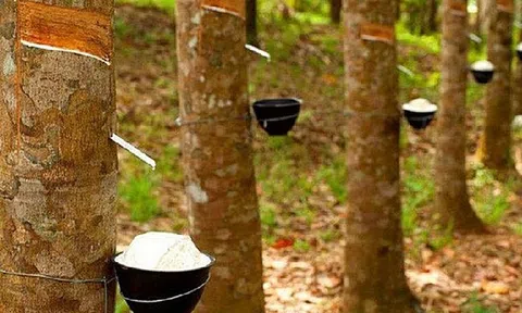 Giá cao su hôm nay 8/3/2026: Kết thúc tuần giao dịch phục hồi nhẹ