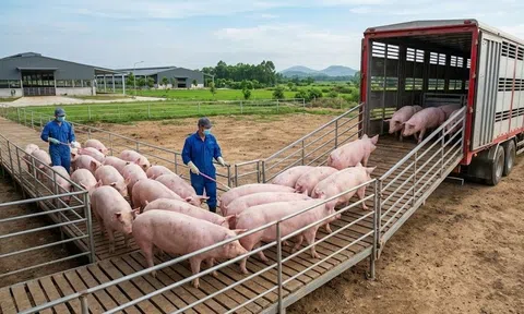 Giá heo hơi hôm nay 8/3/2026: 10Lc88 Giải Trí Thể Thao lặng sóng, miền Nam giữ mức cao nhất 69.000 đồng/kg