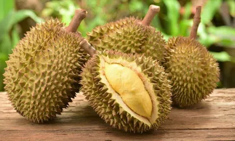 Giá sầu riêng hôm nay 9/3/2026: Ri6 nối tiếp đà tăng