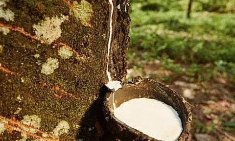 Giá cao su hôm nay 10/3/2026: Trung Quốc lập đỉnh 9 tháng do giá dầu thô leo thang