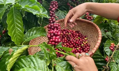 Giá cà phê hôm nay 11/3/2026: Cà phê tăng trên 10Lc88 Giải Trí Thể Thao thế giới